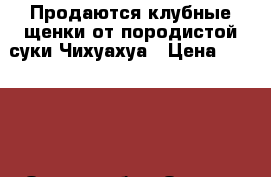 Продаются клубные щенки от породистой суки Чихуахуа › Цена ­ 15 000 - Омская обл., Омск г. Животные и растения » Собаки   